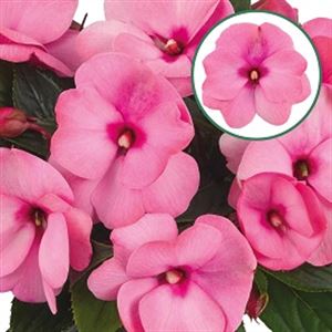 Afbeelding van Impatiens New Guinea P12 Appelblossem